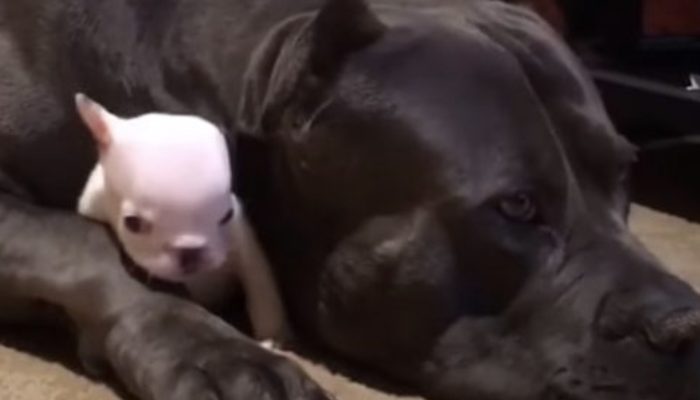 A large dog looks after a puppy: It just warms our hearts that he is so gentle with that puppy. Really appreciated.