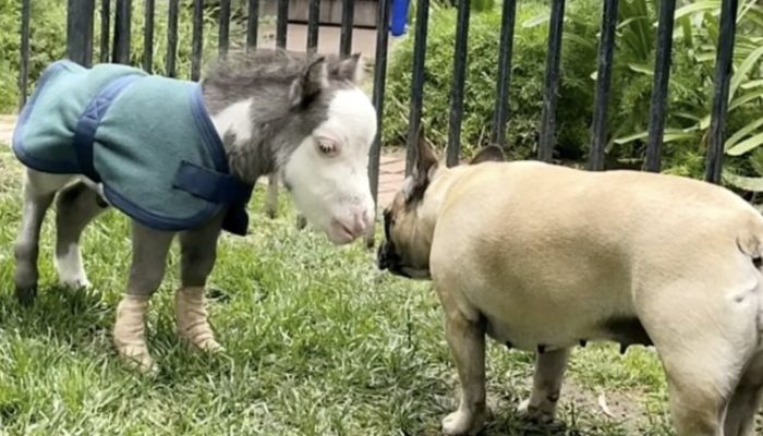 San Diego is home to the world's smallest abandoned horse and his three dog friends.