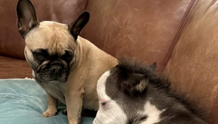 San Diego is home to the world's smallest abandoned horse and his three dog friends.
