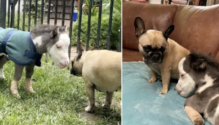 San Diego is home to the world's smallest abandoned horse and his three dog friends.