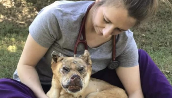 The dog was in trouble because of the fire, so the veterinarian entered her pet hotel to comfort her.