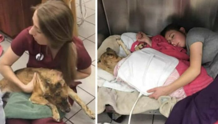 The dog was in trouble because of the fire, so the veterinarian entered her pet hotel to comfort her.