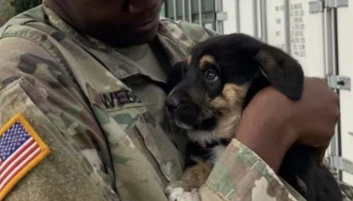 The dog went a huge span prior to finding his rescuer. That was really caring.