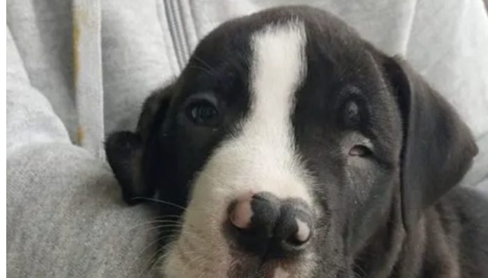 Proprietor asks to euthanize the little dog as a result of his looks then heavenly messenger spots him.