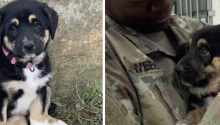 The dog went a huge span prior to finding his rescuer. That was really caring.