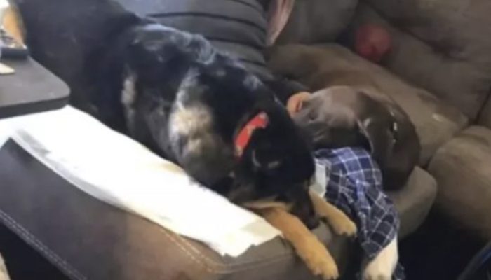 The dog in a wheelchair returned multiple times to the shelter at last will be taken on by a man who totally grasps him.