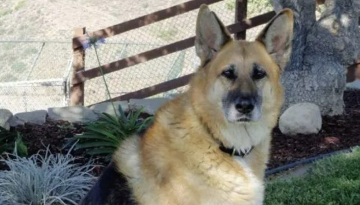 The popular movie's 13-year-old dog is still everyone's ideal friend. You probably imagine to have a friend like the dog.