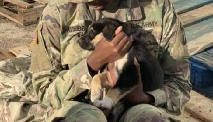 The dog went a huge span prior to finding his rescuer. That was really caring.