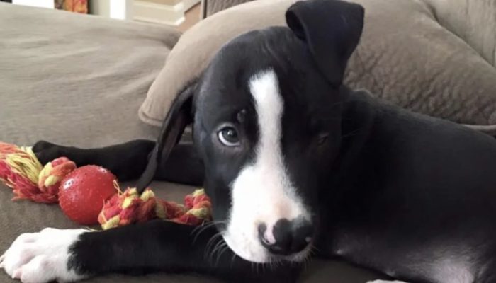 Proprietor asks to euthanize the little dog as a result of his looks then heavenly messenger spots him.