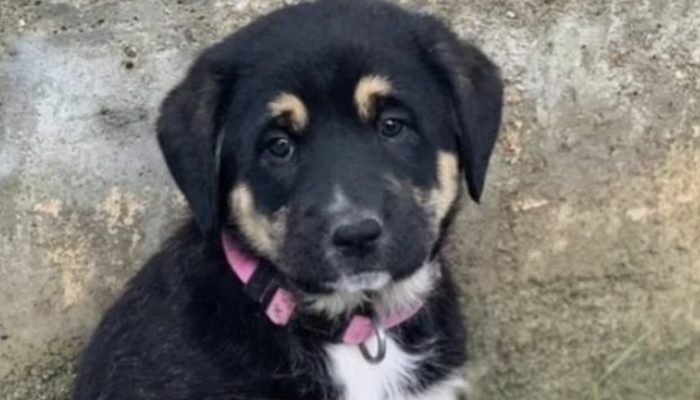 The dog went a huge span prior to finding his rescuer. That was really caring.
