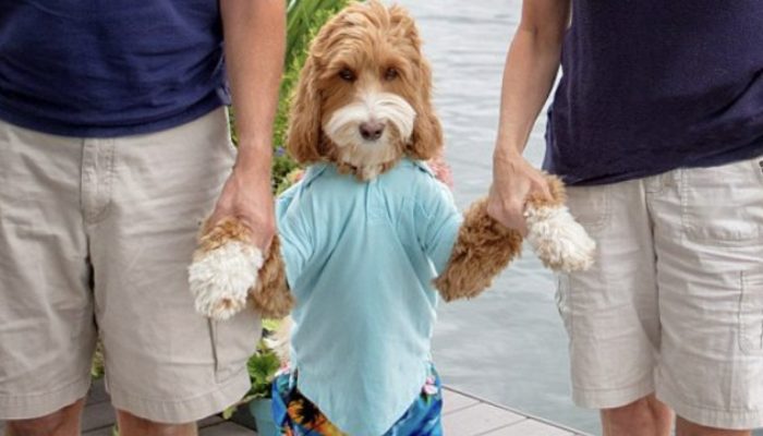 The amazing connection between an embraced youngster and his dog has circulated around the web on the web.