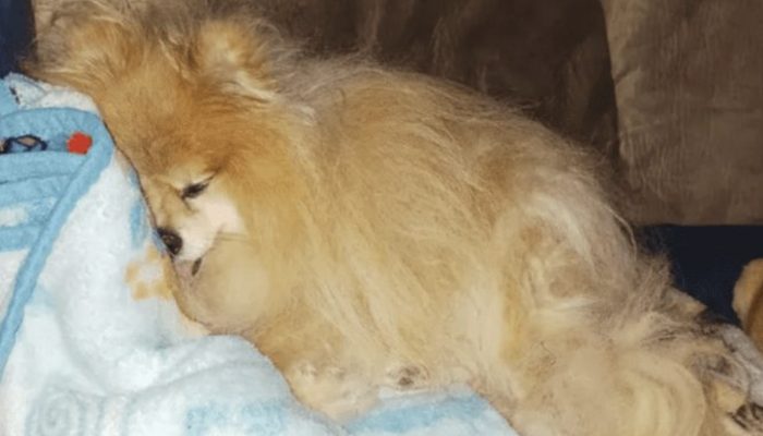 You will have a hard time believing how this fearless lady fund-raised for the expenses of veterinary consideration for her dog..