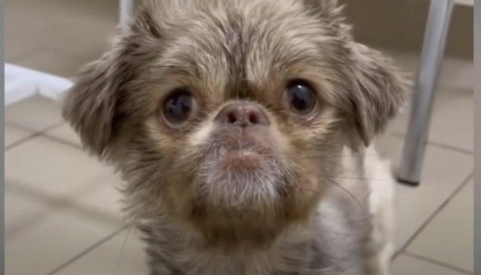 Little dog begins sobbing uncontrollably when he understands he's being saved subsequent to being deserted: an unfortunate little guy was seen as deserted with a cardboard box and a towel as its just wellspring of solace.