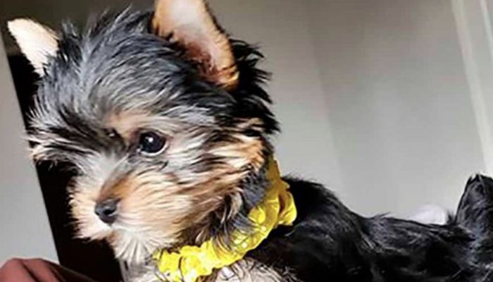 Young girl became excited when her parents shocked her with a dog. Lovely moment!