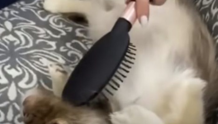 Little dog begins sobbing uncontrollably when he understands he's being saved subsequent to being deserted: an unfortunate little guy was seen as deserted with a cardboard box and a towel as its just wellspring of solace.