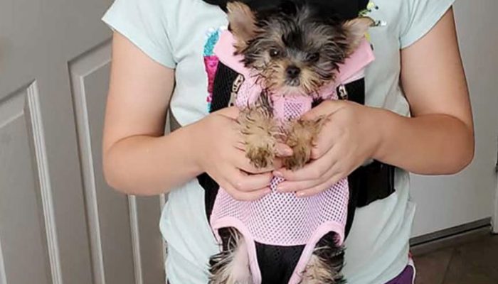 Young girl became excited when her parents shocked her with a dog. Lovely moment!