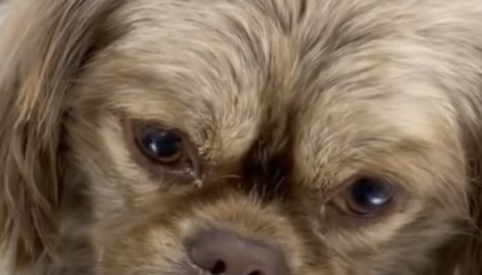 Little dog begins sobbing uncontrollably when he understands he's being saved subsequent to being deserted: an unfortunate little guy was seen as deserted with a cardboard box and a towel as its just wellspring of solace.