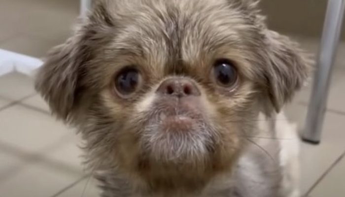 Little dog begins sobbing uncontrollably when he understands he's being saved subsequent to being deserted: an unfortunate little guy was seen as deserted with a cardboard box and a towel as its just wellspring of solace.