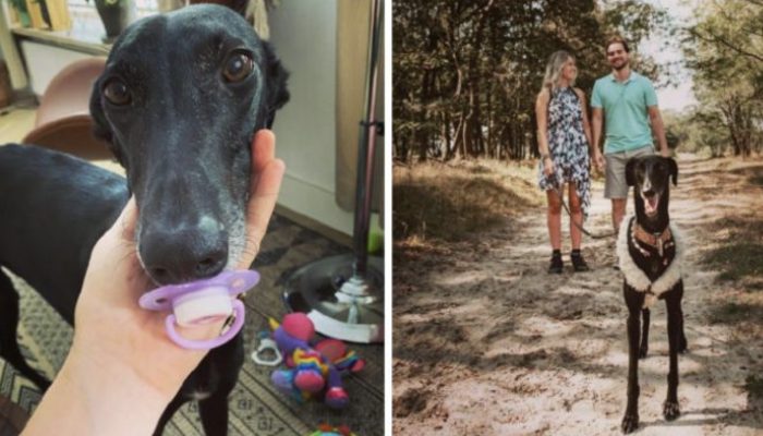 The long-necked doggy has at last seen as an extremely durable home. It was amazing.