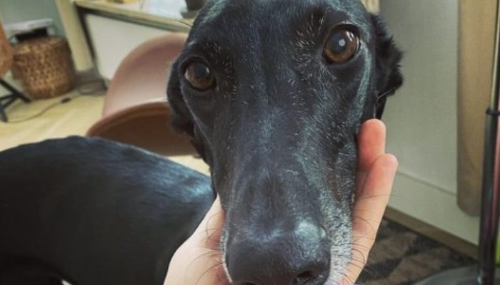 The long-necked doggy has at last seen as an extremely durable home. It was amazing.