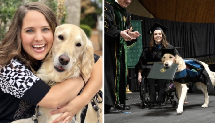 Administration canine helped his proprietor through graduate school, so the college granted him with his own certificate.