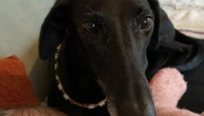 The long-necked doggy has at last seen as an extremely durable home. It was amazing.