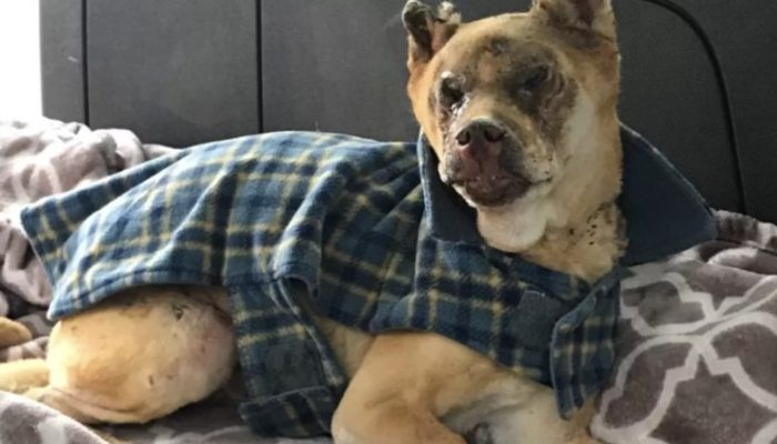 The dog was in trouble because of the fire, so the veterinarian entered her pet hotel to comfort her.