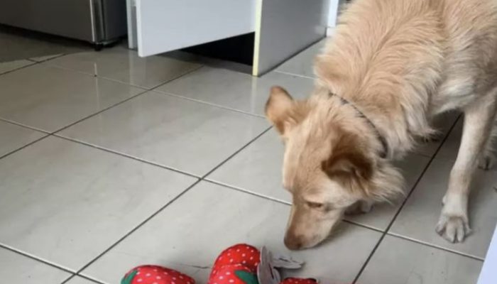 Since the dog's leaned toward toy is unavailable, the store sends the canine a whole box of toys.
