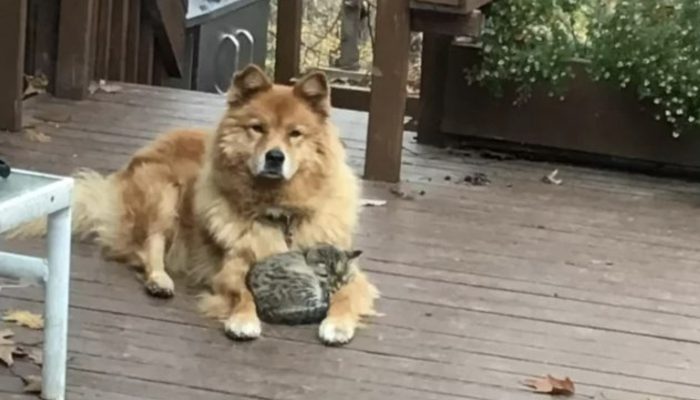 A homeless cat that a salvage canine sees on the road is adopted. See who is the owner of the homeless cat.
