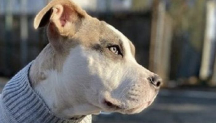 The minuscule doggy was deserted in a vacant structure and was confounded regarding the reason why they had done as such.
