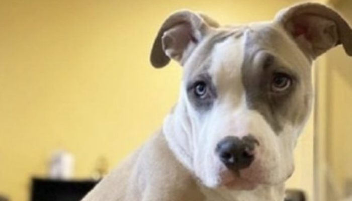 The minuscule doggy was deserted in a vacant structure and was confounded regarding the reason why they had done as such.