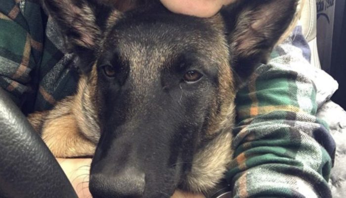 An unexpected sound shocked her, and the cougar immediately prepared for a blow. The canine fearlessly safeguarded her proprietor during difficult from cougar circumstance.