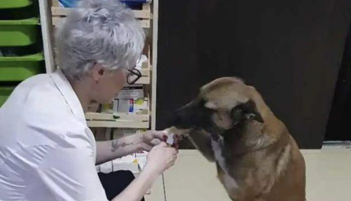 As caught on record, a clever dog entered a drug specialist and requested help. It was interesting.