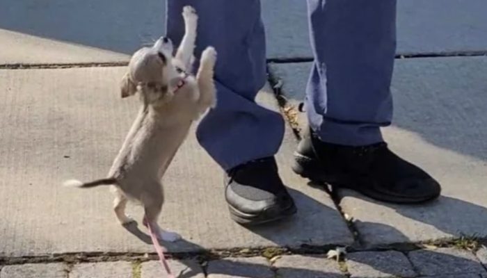 Little Chihuahua stands by the entire day for the main individual in her life. And, it is not even the proprietor.