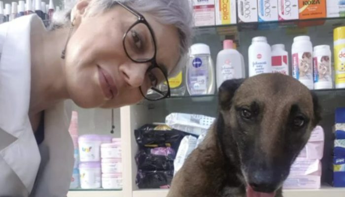 As caught on record, a clever dog entered a drug specialist and requested help. It was interesting.