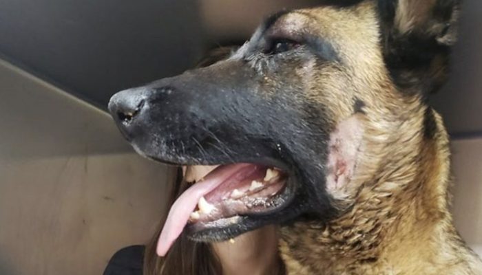An unexpected sound shocked her, and the cougar immediately prepared for a blow. The canine fearlessly safeguarded her proprietor during difficult from cougar circumstance.