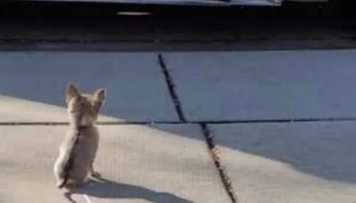 Little Chihuahua stands by the entire day for the main individual in her life. And, it is not even the proprietor.