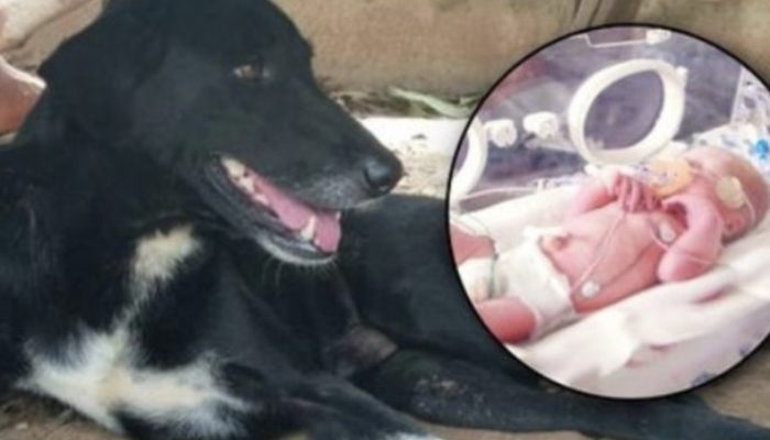 The dog was handicapped and his and his paws and barks were at dirt. The owner run to the poor dog. Could the owner help the dog?