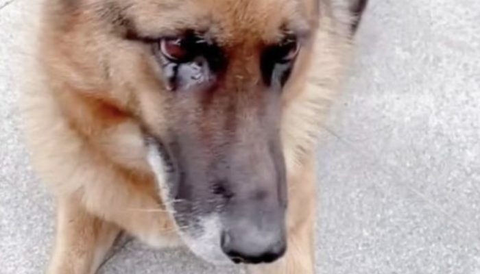 Man visits a dog he presented with for a long time and her response will carry you to tears.