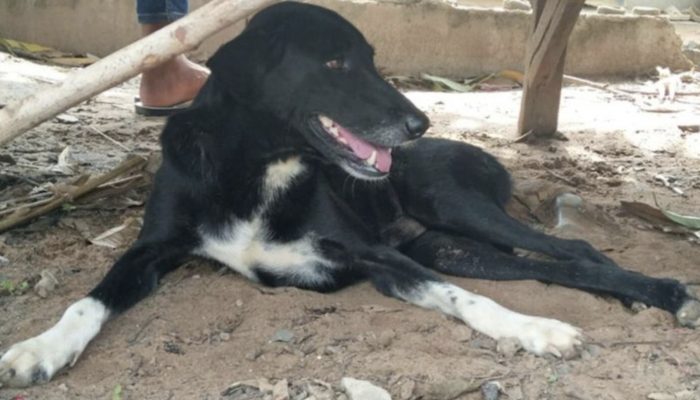 The dog was handicapped and his and his paws and barks were at dirt. The owner run to the poor dog. Could the owner help the dog?