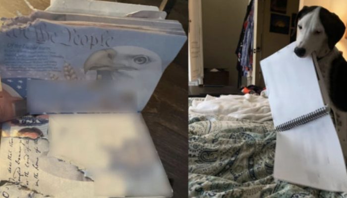 The owner could not travel abroad because the dog with separation anxiety ate her passport. See what happened in the end.