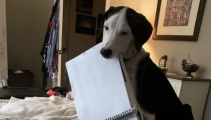 The owner could not travel abroad because the dog with separation anxiety ate her passport. See what happened in the end.