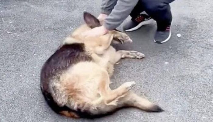 Man visits a dog he presented with for a long time and her response will carry you to tears.
