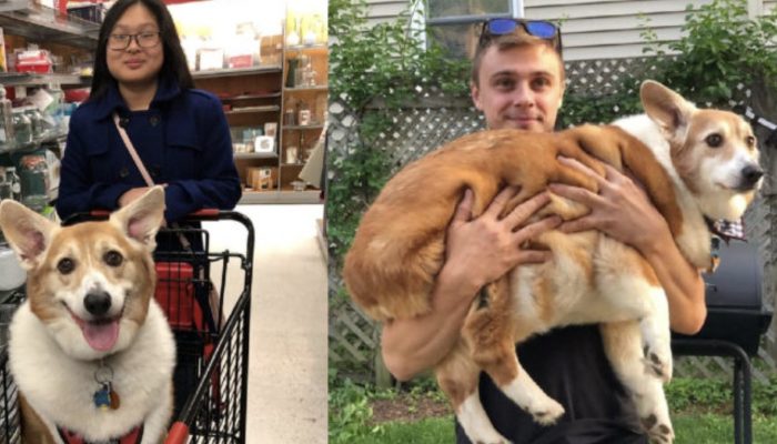 The girl wanted to get a regular dog, but she got 25 kg of joy instead. You will be amazed to see the huge beauty.
