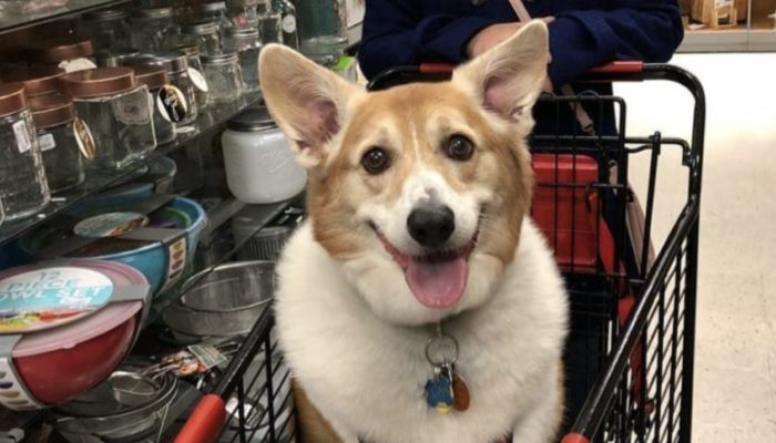 The girl wanted to get a regular dog, but she got 25 kg of joy instead. You will be amazed to see the huge beauty.