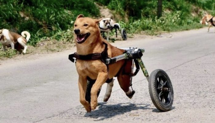 The chef quits his previous job to open Thailand's largest dog shelter. The result will make you amazed.