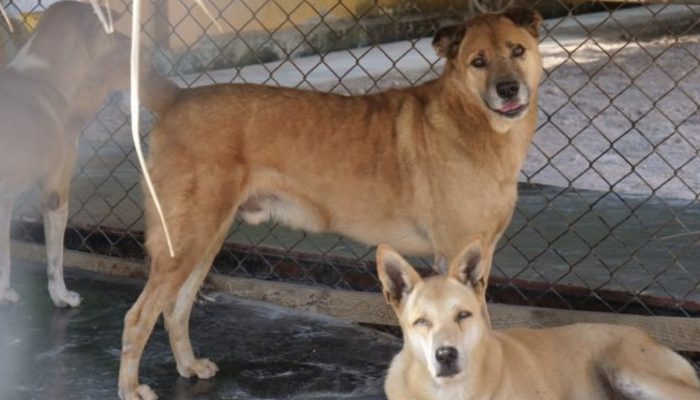 The chef quits his previous job to open Thailand's largest dog shelter. The result will make you amazed.
