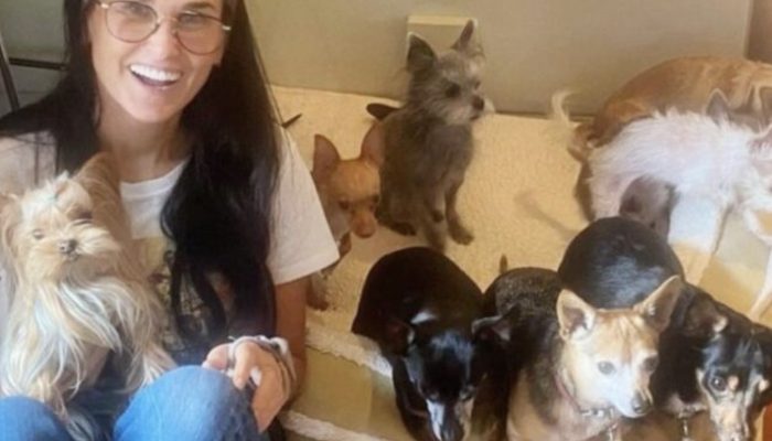 The woman adores the single life she leads with seven dogs: They get along well with each other.