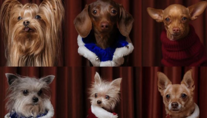 The woman adores the single life she leads with seven dogs: They get along well with each other.