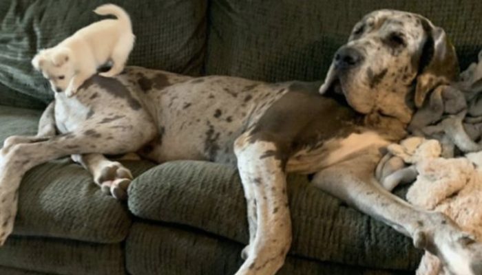 The dog became a guide for a larger dog out of love. See, how they helped each other.
